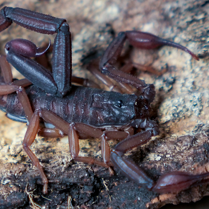 Centruroides gracilis (Florida Bark Scoprion) 2"