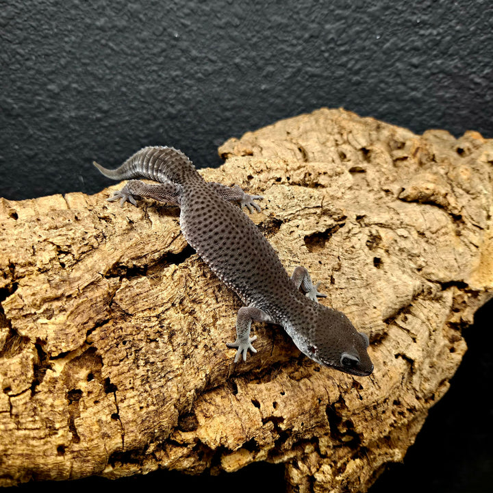 Eublepharis macularius (Leopard Gecko) Black Night