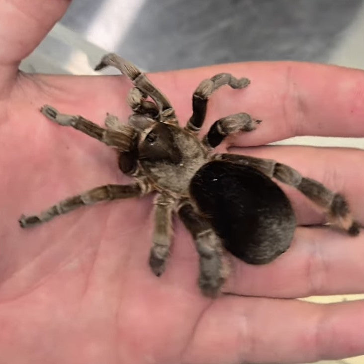Cotzetlana sp 'Puebla' (Puebla Stout Leg) 4" FEMALE