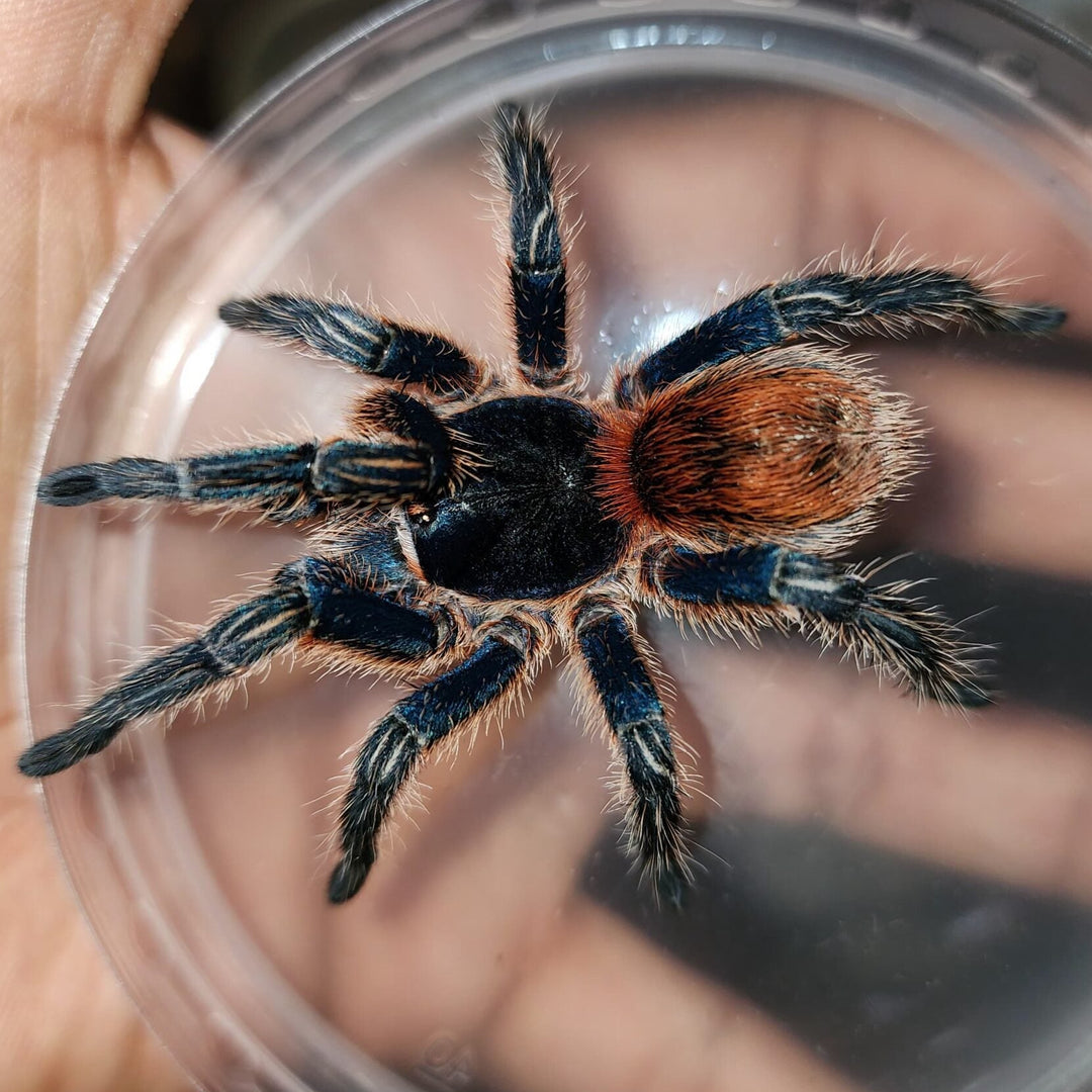 Ewok cyaneolus 'Red'