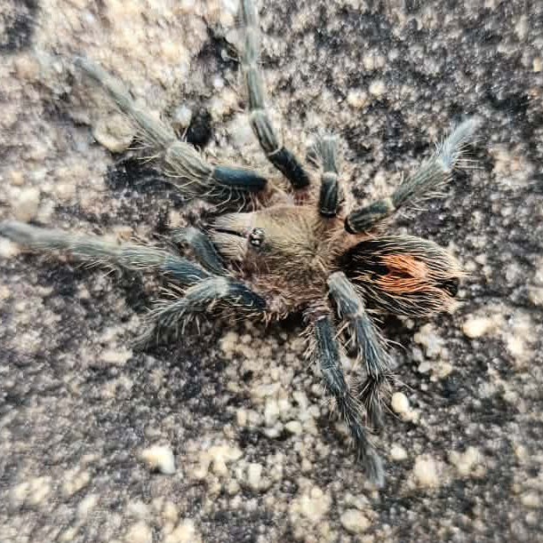 What's New? Tarantulas – Spider Shoppe