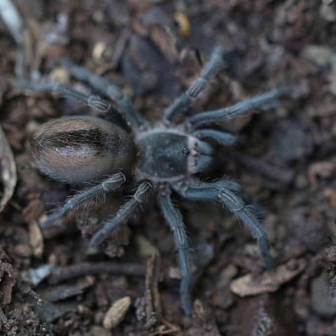 Cyrtopholis cursor (Dominican Stripe Knee)