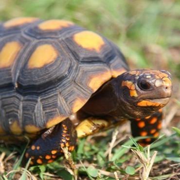 Chelonoidis carbonaria (Venezuelan Cherry Head) Yearlings