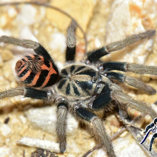 Davus sp 'Chiapas' (Crowned Tiger Rump)