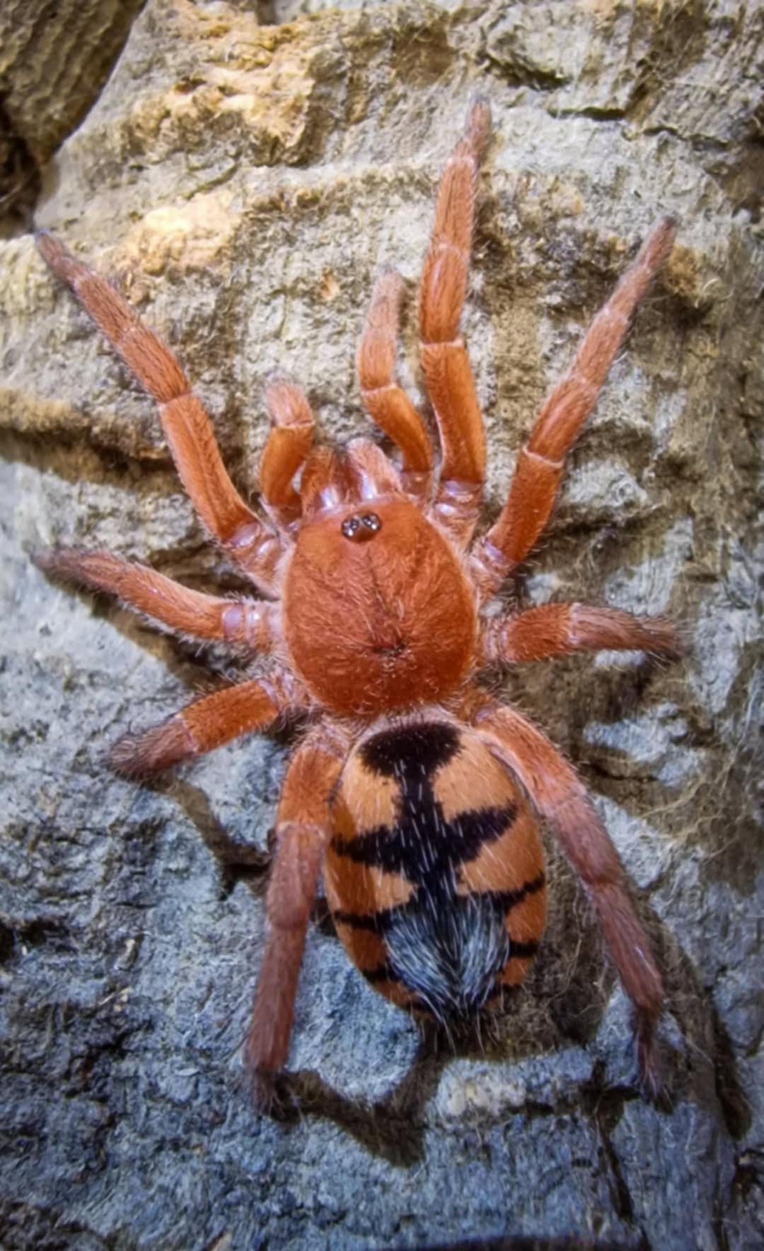 Devicarina guidonae (Guidon's Dwarf)