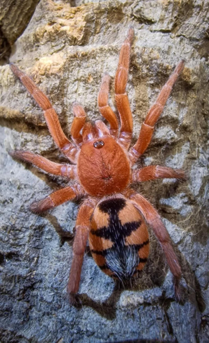 Devicarina guidonae (Guidon's Dwarf)