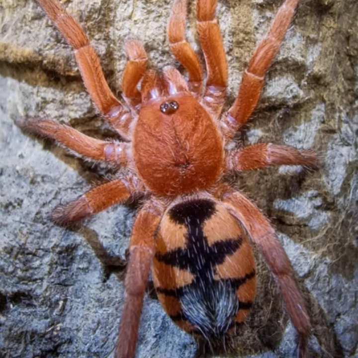 Devicarina guidonae (Guidon's Dwarf)