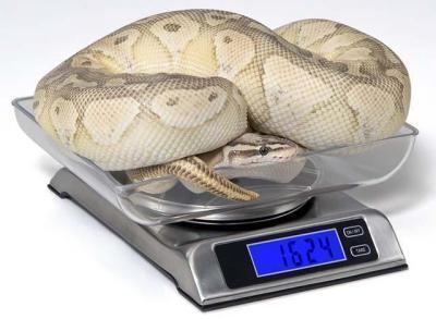 Vivarium Electronics® DS 6000 Digital Scale