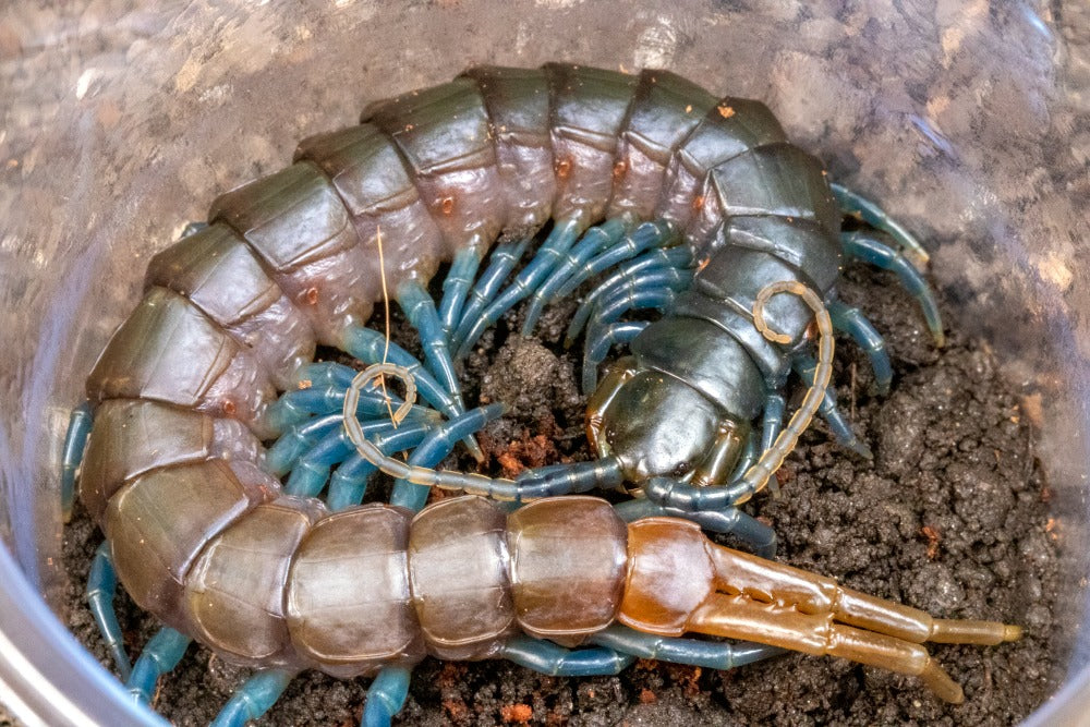 Ethmostigmus trigonopodus (Kenyan Blue Leg)