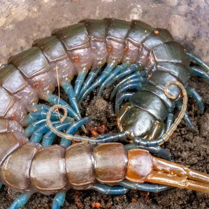 Ethmostigmus trigonopodus (Kenyan Blue Leg)