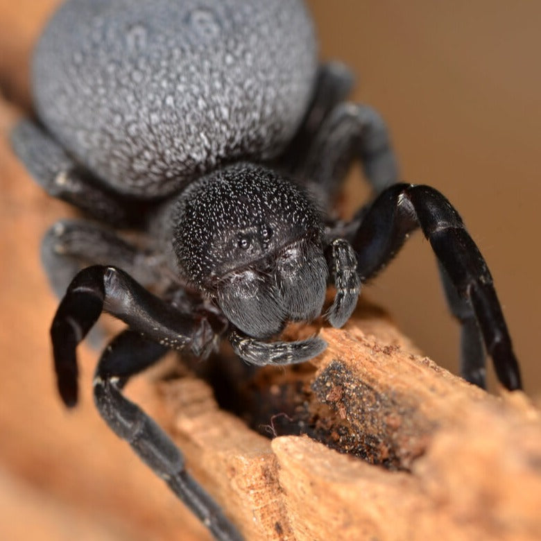 Eresus walckenaeri (Velvet Spider) 0.125"