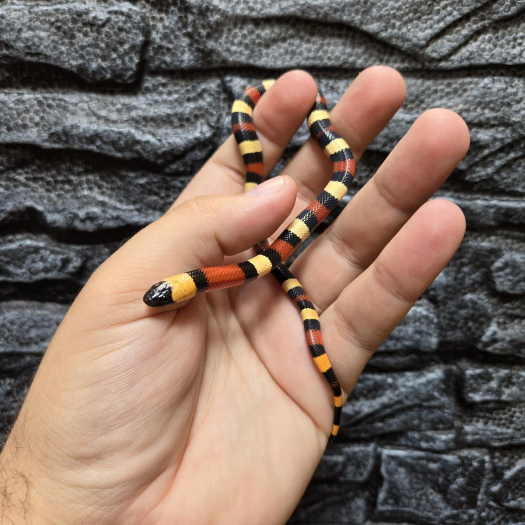 Lampropeltis triangulum campbelli (Pueblan Milk Snake) 'Apricot' CB 2024