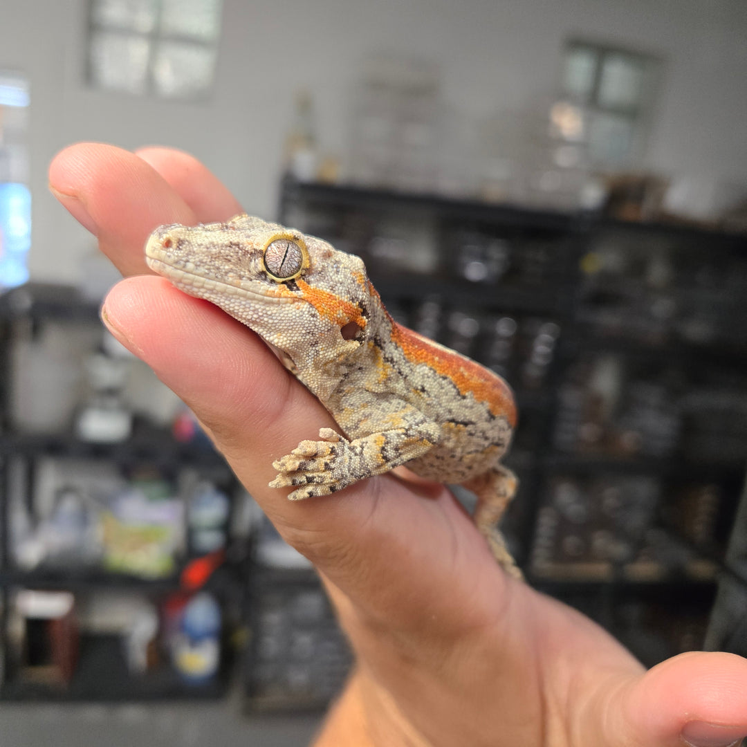 Rhacodactylus auriculatus (Gargoyle Gecko) Red Stripe PAIR