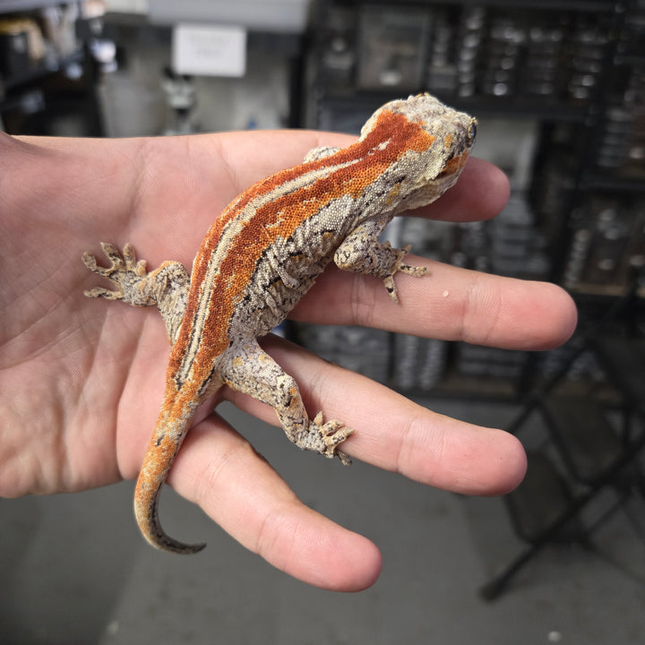 Rhacodactylus auriculatus (Gargoyle Gecko) Red Stripe PAIR