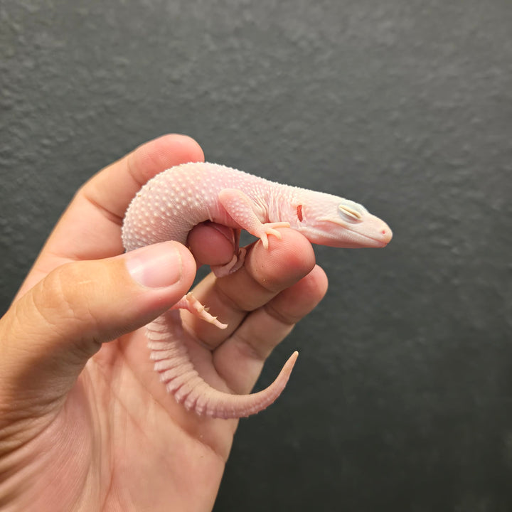 Eublepharis macularius (Leopard Gecko) BLIZZARD