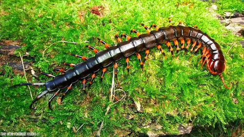 Scolopendra hainanum (Chinese Tiger Centipede) 4-5"