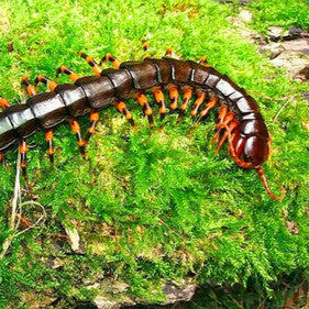 Scolopendra hainanum (Chinese Tiger Centipede) 4-5"