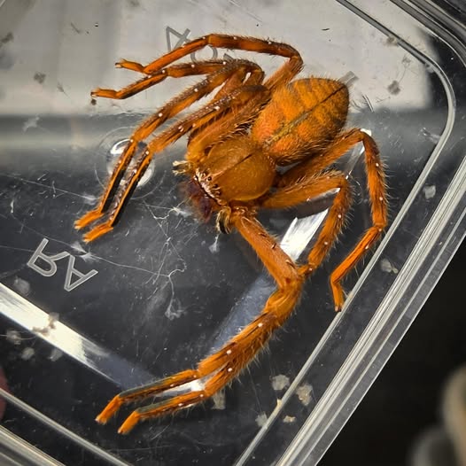 Gnathopalystes sp 'Yunnan'