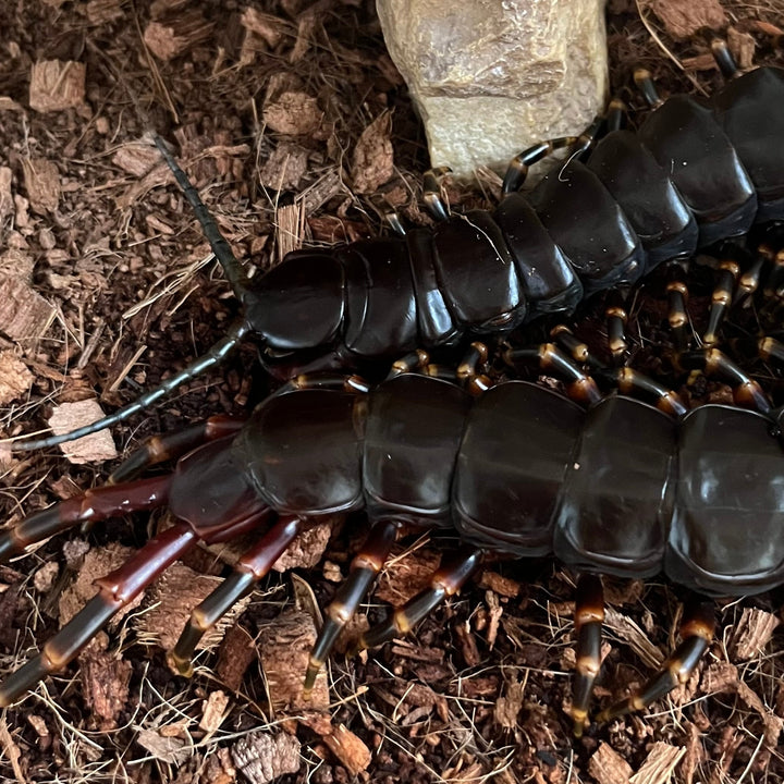 Scolopendra gigantea 'Black' (Venezuelan Giant Black Centipede)