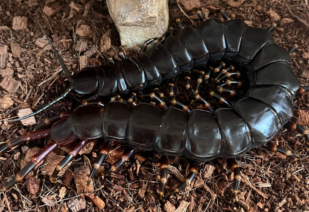 Scolopendra gigantea 'Black' (Venezuelan Giant Black Centipede)
