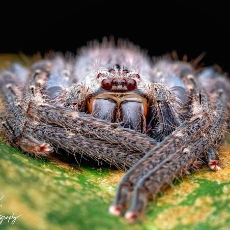 Gnathopalystes sp 'Yunnan'