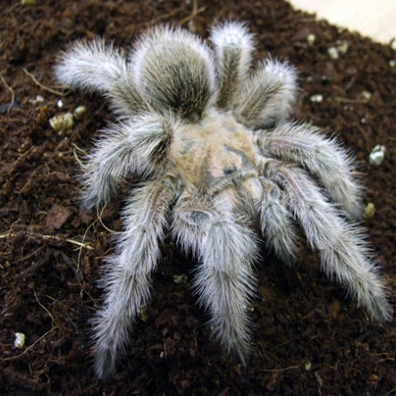 Grammostola sp 'North' 4.5" FEMALE