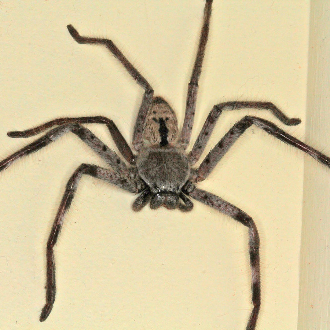 Holconia immanis (Sydney Giant Huntsman)