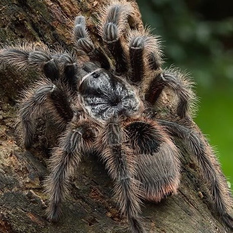 Grammostola grossa (Guarani Giant) 1