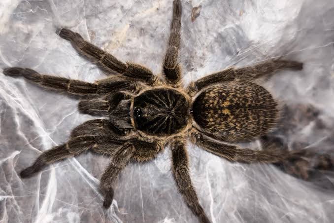 Harpactirella overdijki (Lesser Baboon Tarantula)