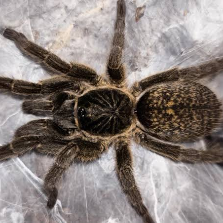 Harpactirella overdijki (Lesser Baboon Tarantula)