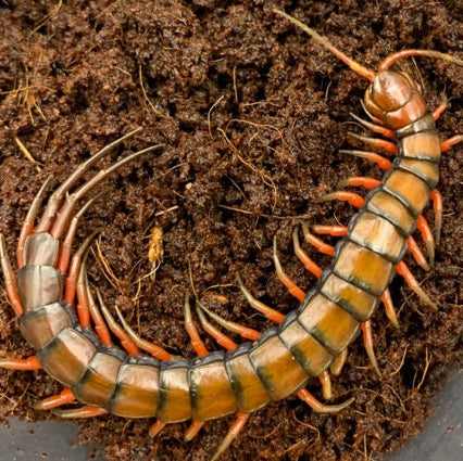 Scolopendra subspinipes 'Kauai'