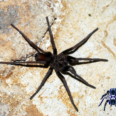 Hemirrhagus papalotl (Butterlfy Patch Cave Tarantula) 1"