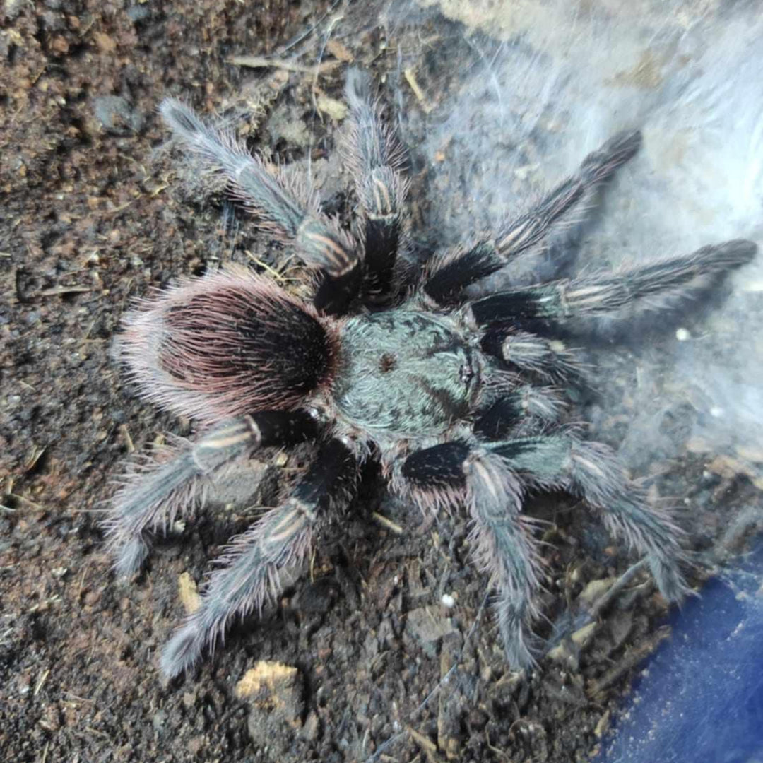 Euathlus sp 'Hermosa' (Chilean Beauty)