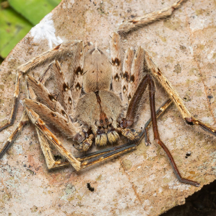 Heteropoda javana (Java Huntsman) – Spider Shoppe