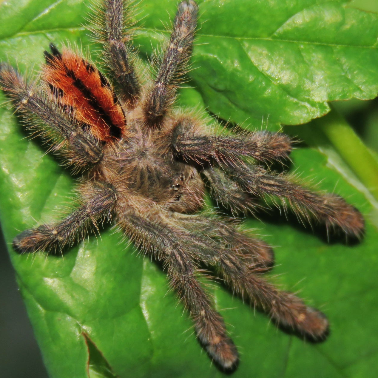 What's New? Tarantulas – Spider Shoppe
