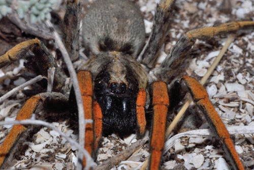 Hogna maderiana (Madeira Wolf Spider) 0.125"