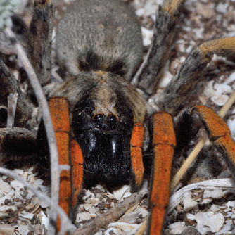 Hogna maderiana (Madeira Wolf Spider) 0.125"