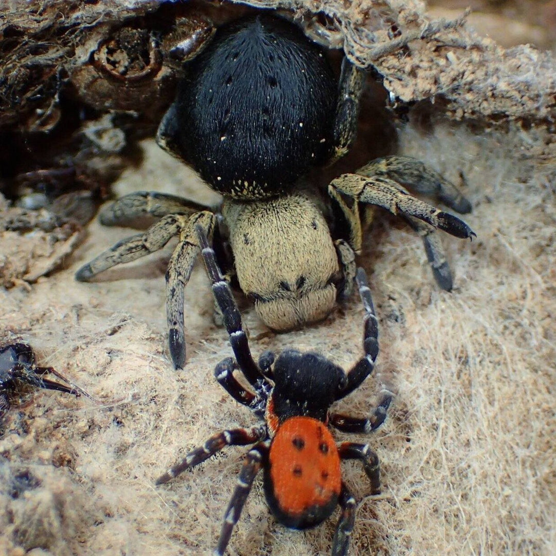 Eresus llustris (Ladybird Spider) 0.125"