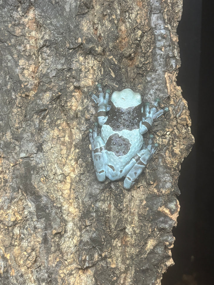 Trachycephalus resinifictrix (Amazon Milk Frog)