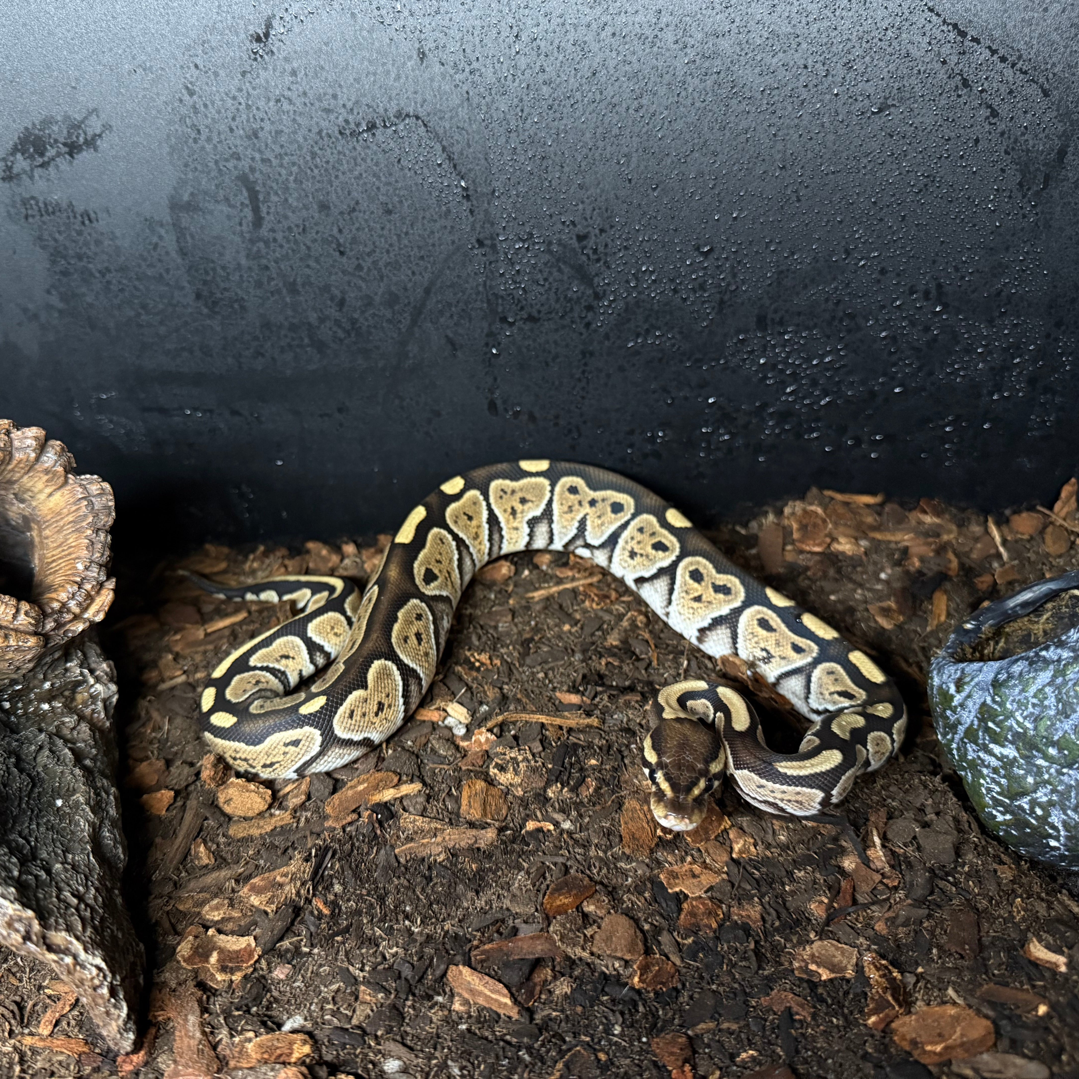 Lace Ball Python Python regius (Ball Python) Russo het Black Lace Female – Spider Shoppe