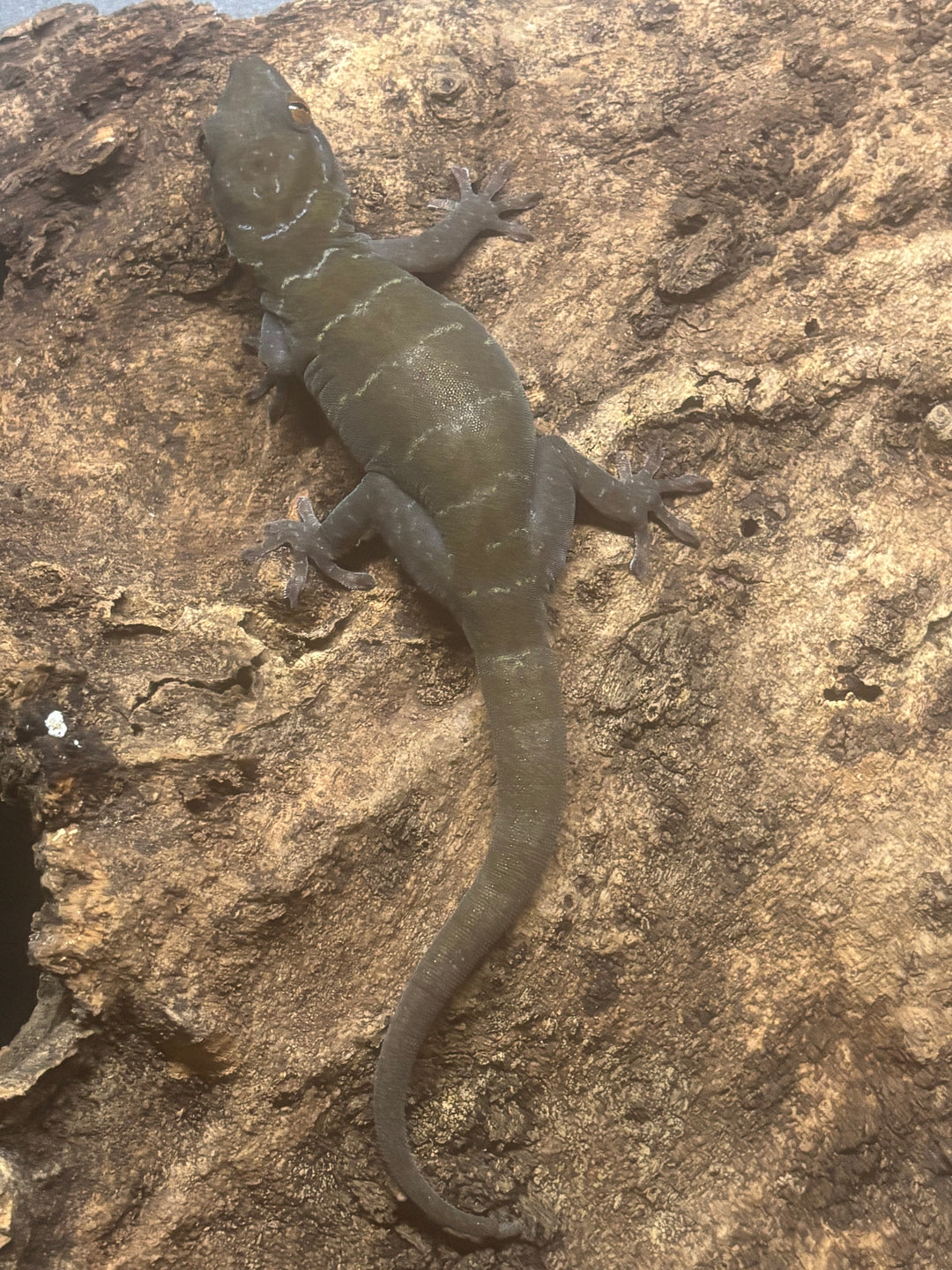 Gekko ulikovskii (Golden Gecko)