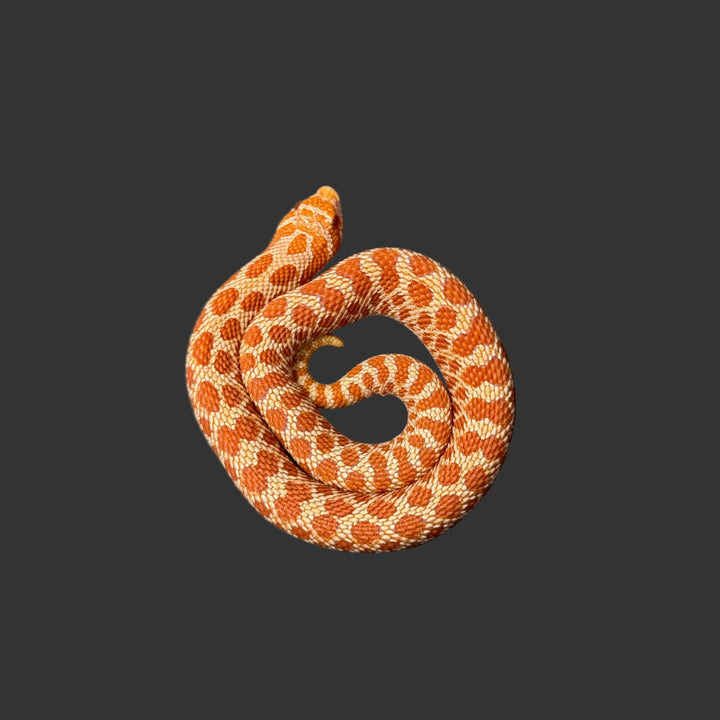 Heterodon nasicus (Hognose Snake) Extreme Red Albino FEMALE