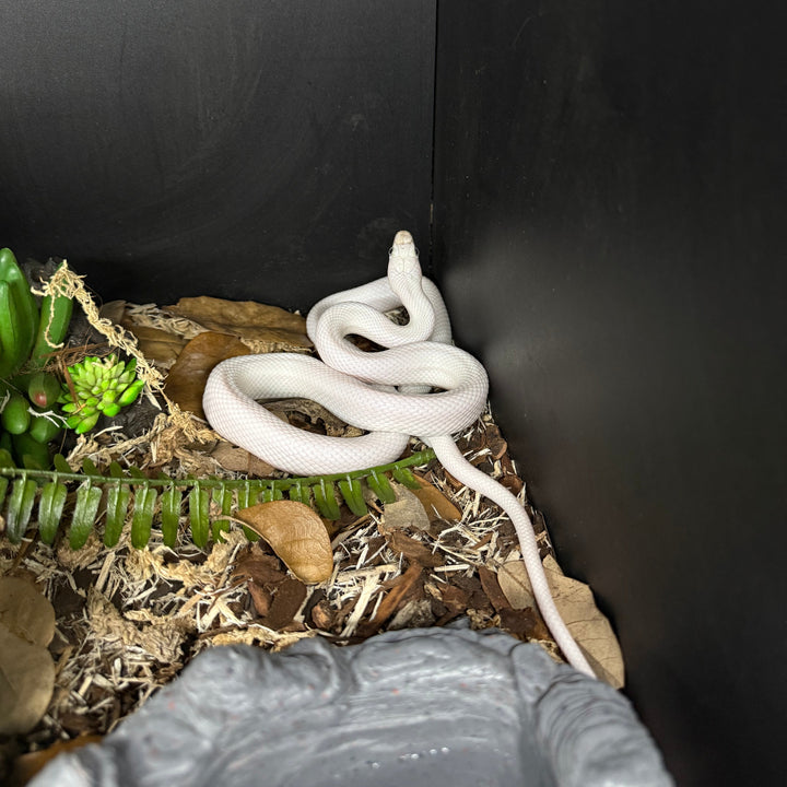 Pantherophis obsoletus lindheimeri (Texas Rat Snake) Leucistic UNSEXED