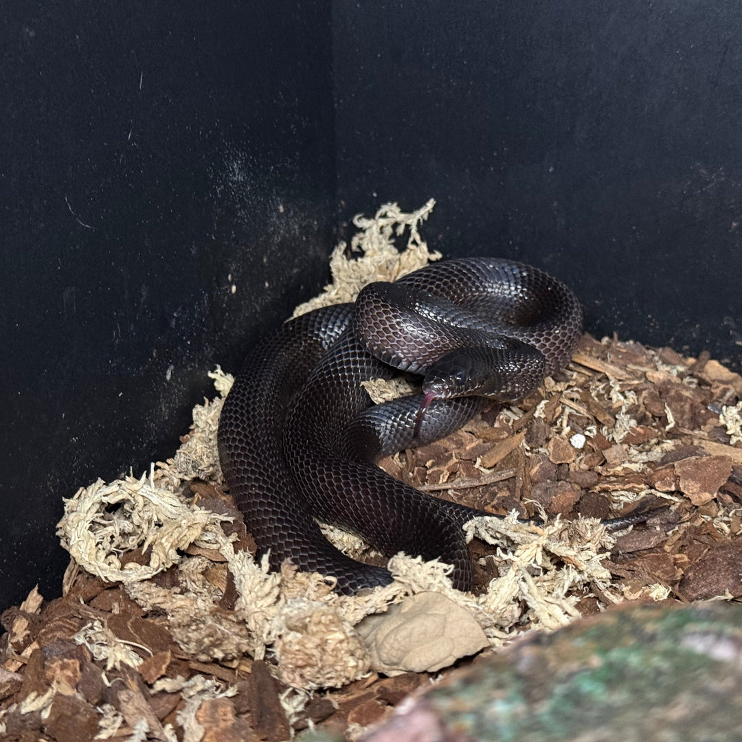 Lampropeltis splendida nigrita (Mexican Black Kingsnake) UNSEXED