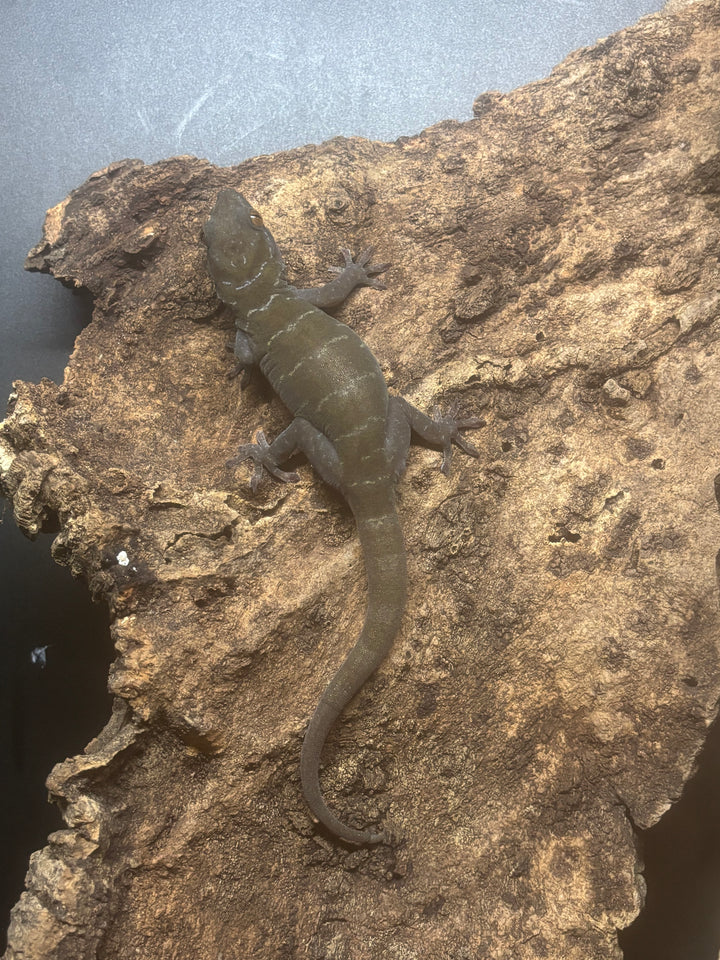 Gekko ulikovskii (Golden Gecko)