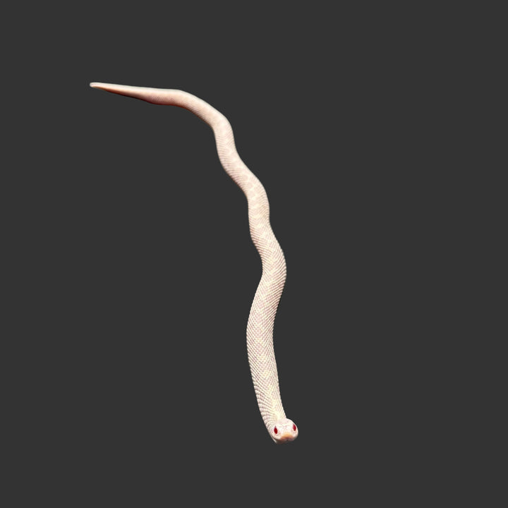 Heterodon nasicus (Hognose Snake) Snow (Axanthic Albino) FEMALE