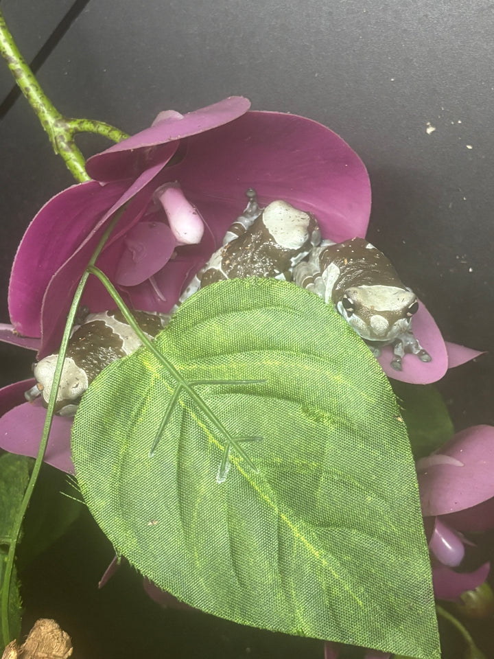 Trachycephalus resinifictrix (Amazon Milk Frog)