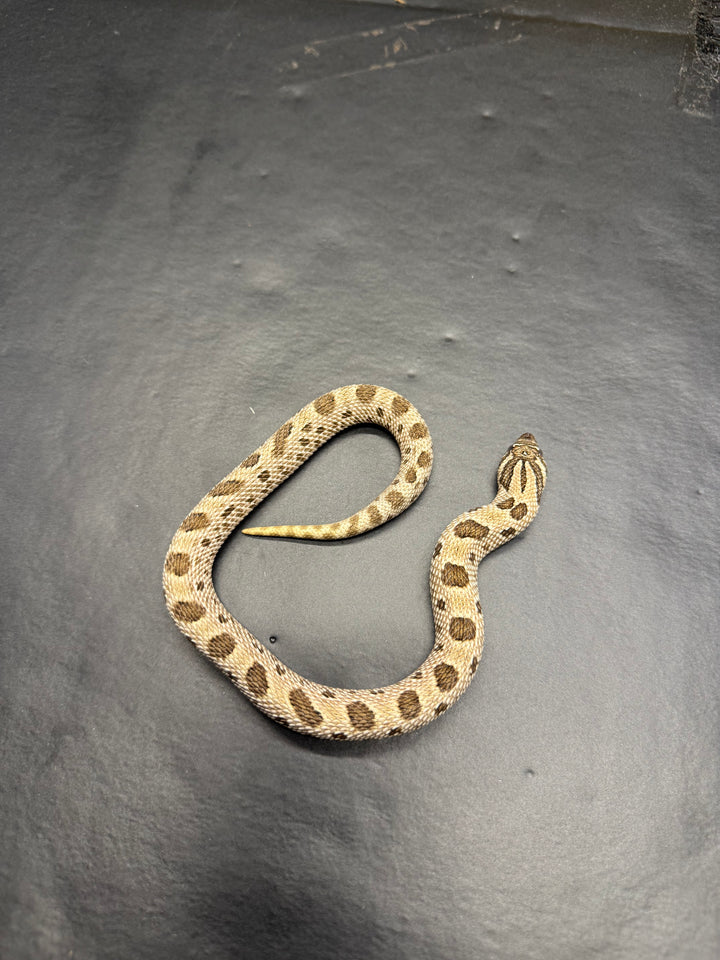 Heterodon nasicus (Hognose Snake) Arctic Anaconda - Female