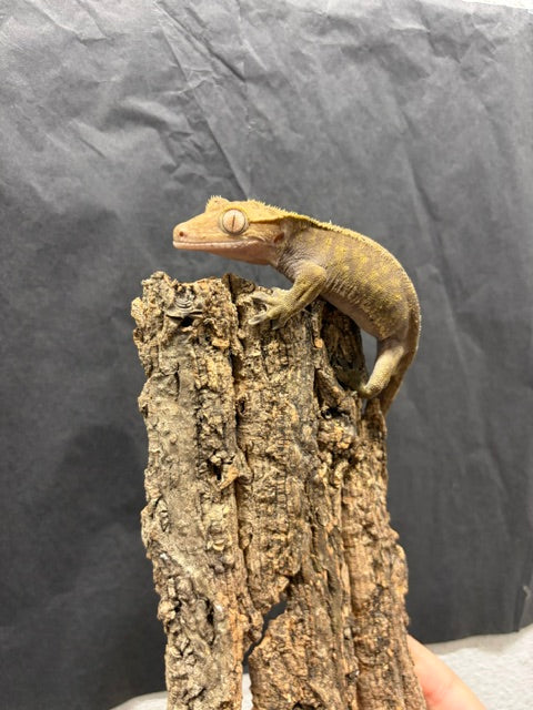 Correlophus ciliatus (Crested Gecko) Dalmation Male (Fridge)