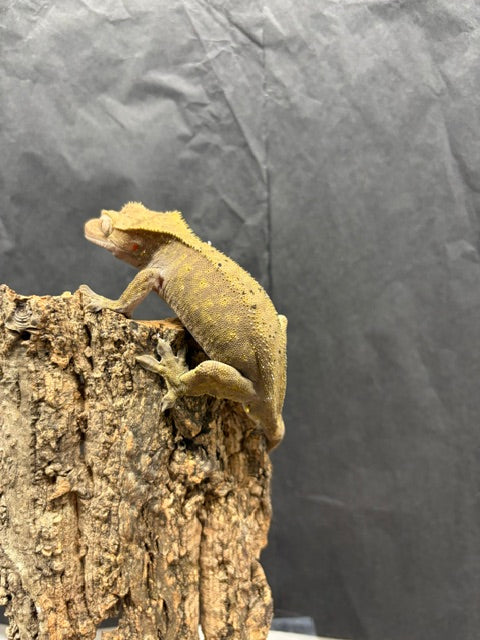 Correlophus ciliatus (Crested Gecko) Dalmation Male (Fridge)